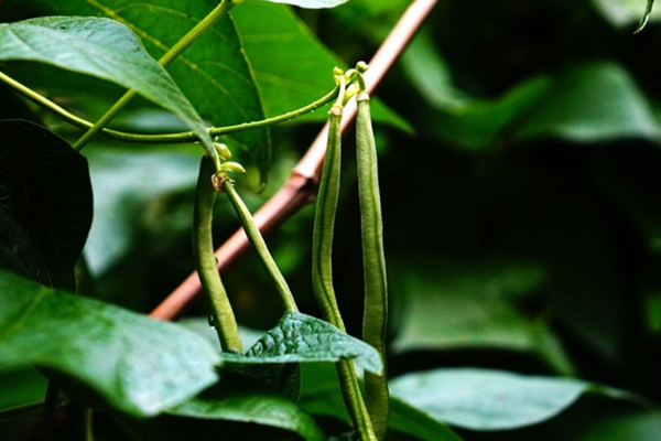 长豆角的种植方法和时间