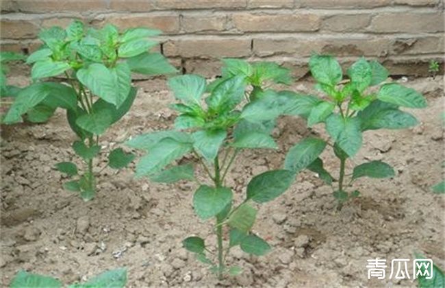 蔬菜苗期常见生理性病害的防治措施
