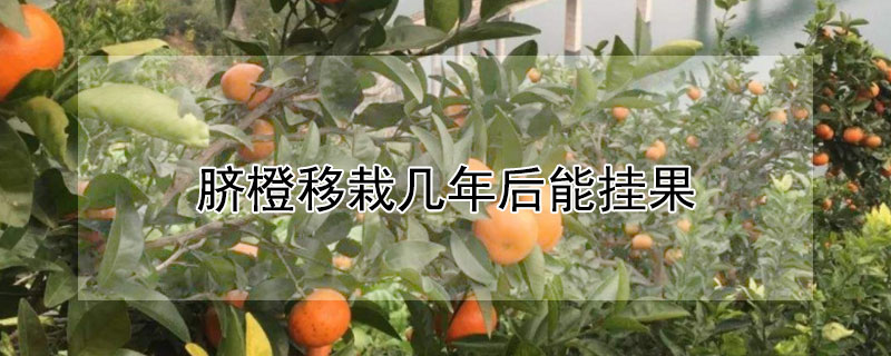 脐橙移栽几年后能挂果