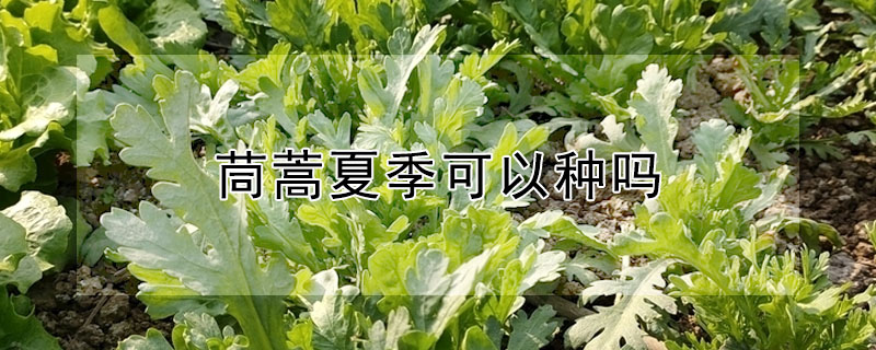 茼蒿夏季可以种吗