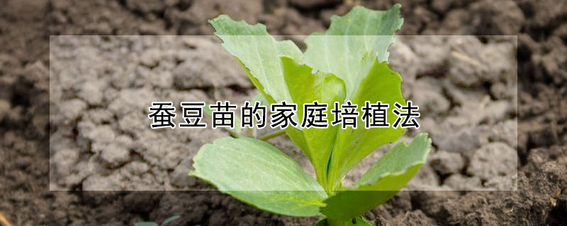 蚕豆苗的家庭培植法