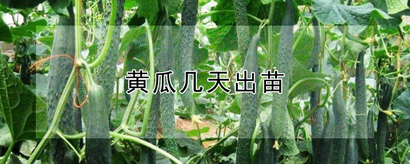 黄瓜几天出苗