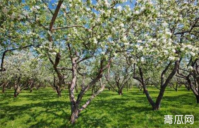 苹果春季管理要点