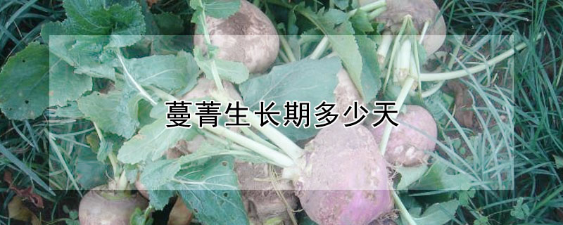 蔓菁生长期多少天