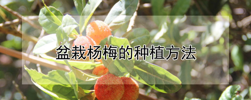 盆栽杨梅的种植方法