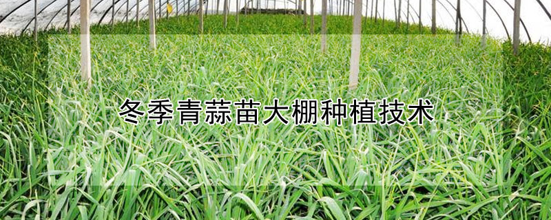 冬季青蒜苗大棚种植技术