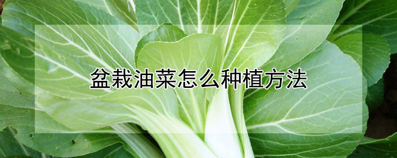 盆栽油菜怎么种植方法