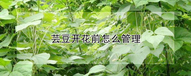 芸豆开花前怎么管理