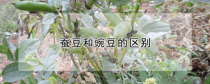 蚕豆和豌豆的区别