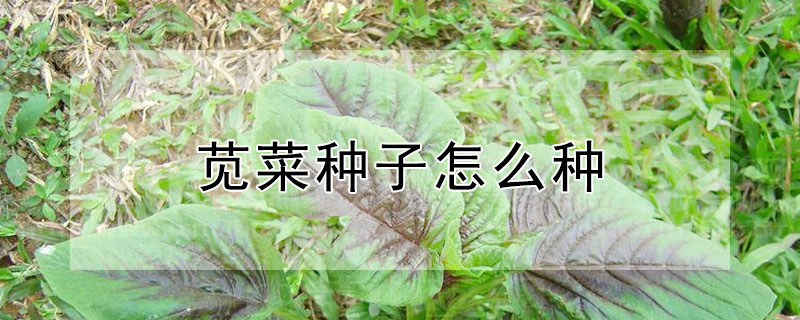 苋菜种子怎么种