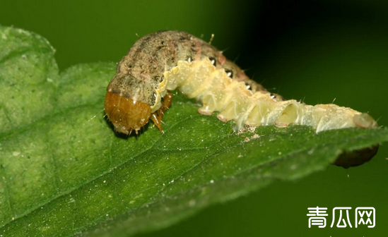 针对害虫抗药性，可以采取哪些防预措施？