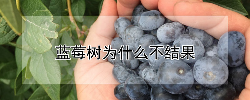 蓝莓树为什么不结果