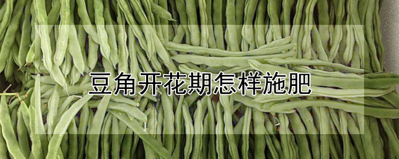 豆角开花期怎样施肥