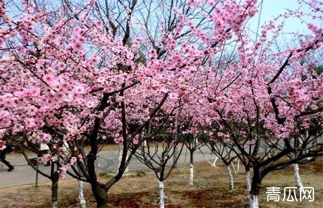 美人梅的养殖方法和注意事项