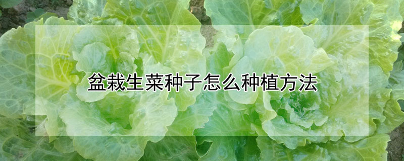 盆栽生菜种子怎么种植方法