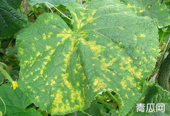 百菌清在蔬菜上的运用