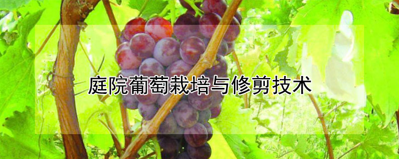 庭院葡萄栽培与修剪技术