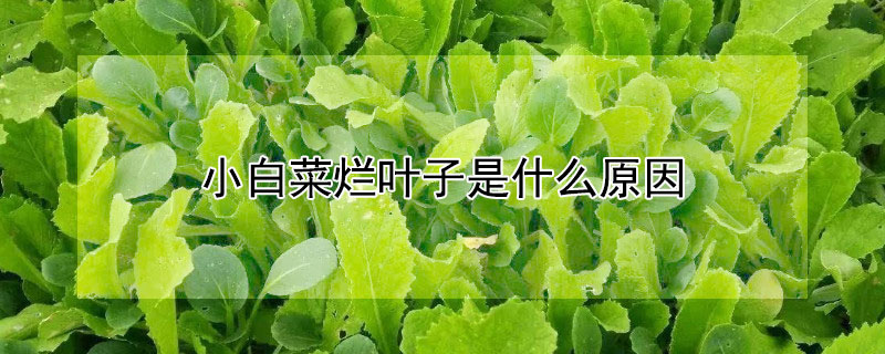 小白菜烂叶子是什么原因