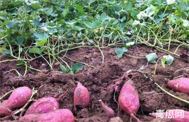 红薯后期如何施肥