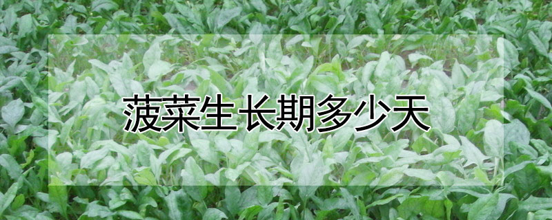 菠菜生长期多少天