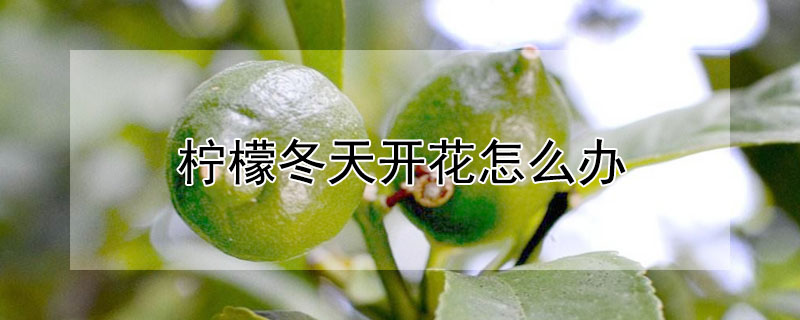 柠檬冬天开花怎么办