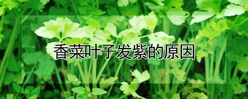 香菜叶子发紫的原因