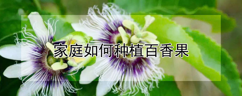 家庭如何种植百香果