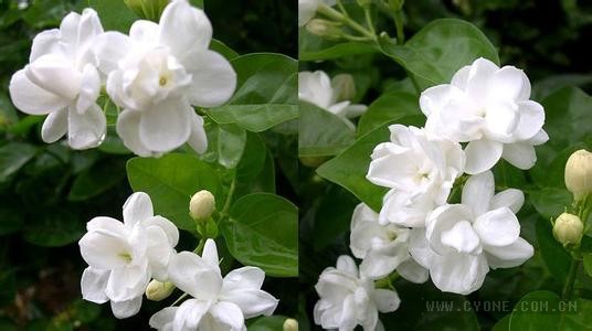 茉莉花