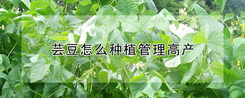 芸豆怎么种植管理高产