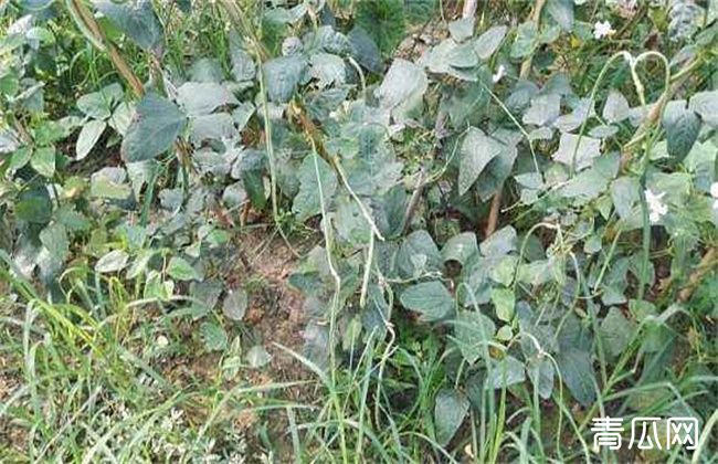 豇豆死滕原因及防治方法