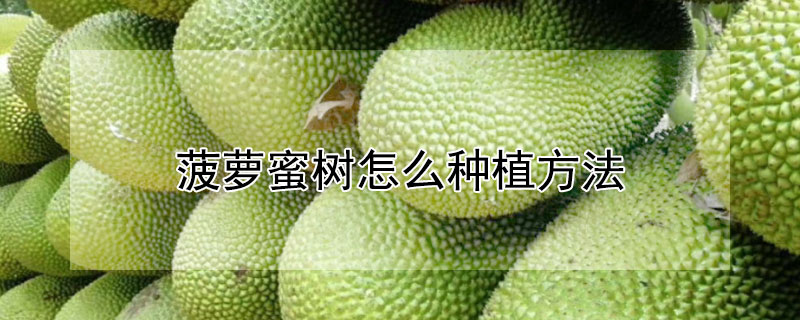 菠萝蜜树怎么种植方法