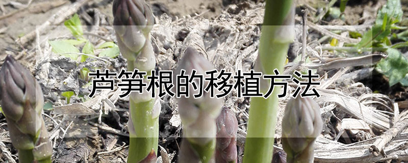 芦笋根的移植方法