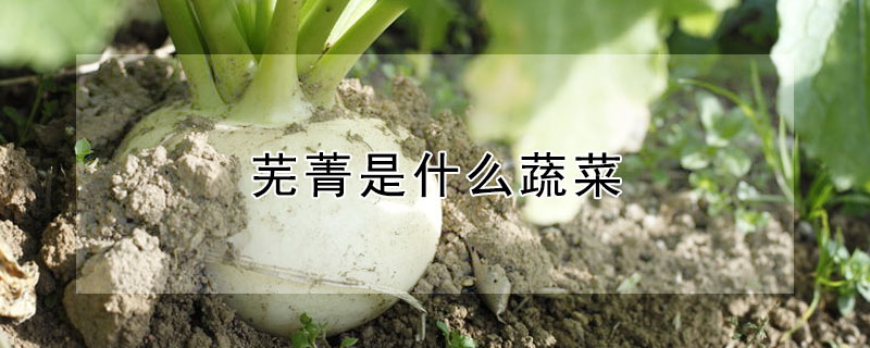 芜菁是什么蔬菜