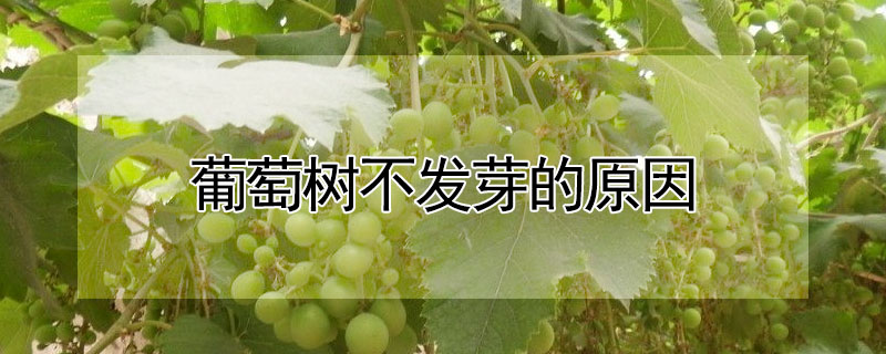 葡萄树不发芽的原因