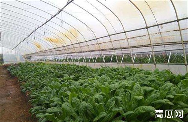 冬季大棚莴笋如何管理施肥