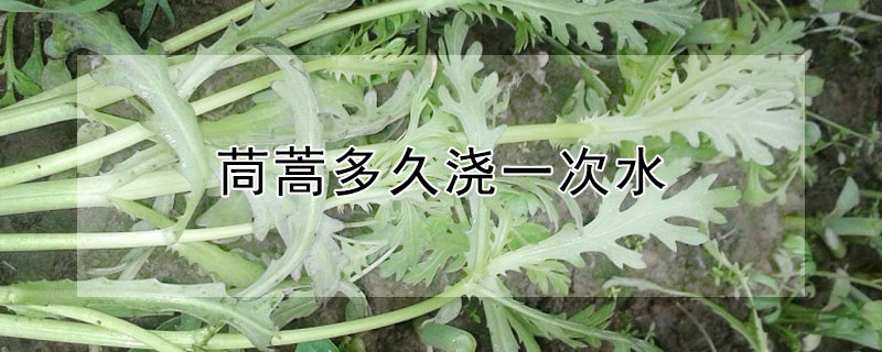 茼蒿多久浇一次水