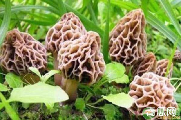 羊肚菌的种植方法技术