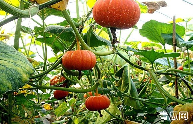 如何提高南瓜产量
