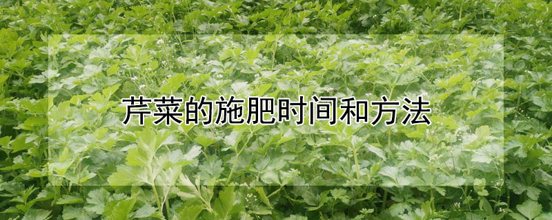 芹菜的施肥时间和方法