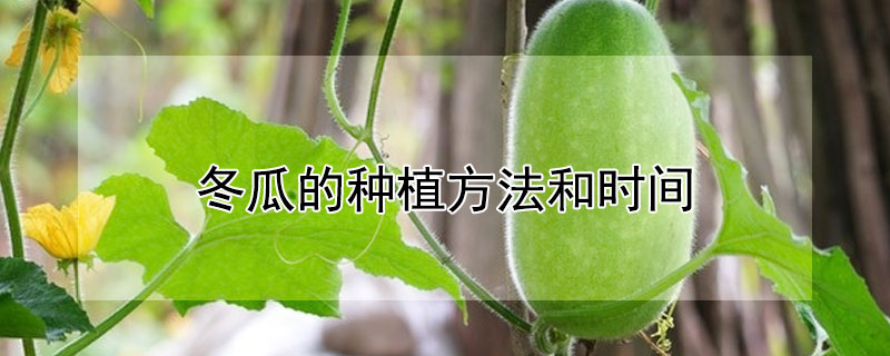 冬瓜的种植方法和时间