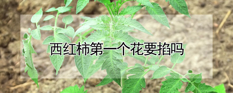 西红柿第一个花要掐吗