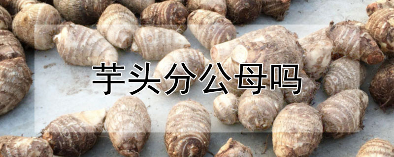 芋头分公母吗