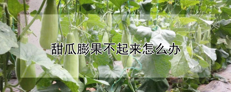 甜瓜膨果不起来怎么办