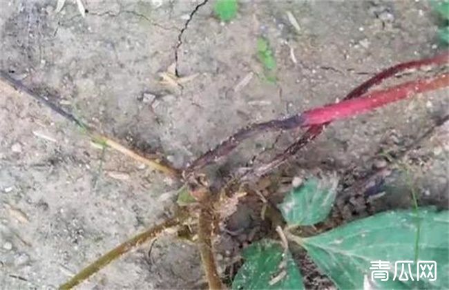 草莓二茬果断茬原因及解决方法