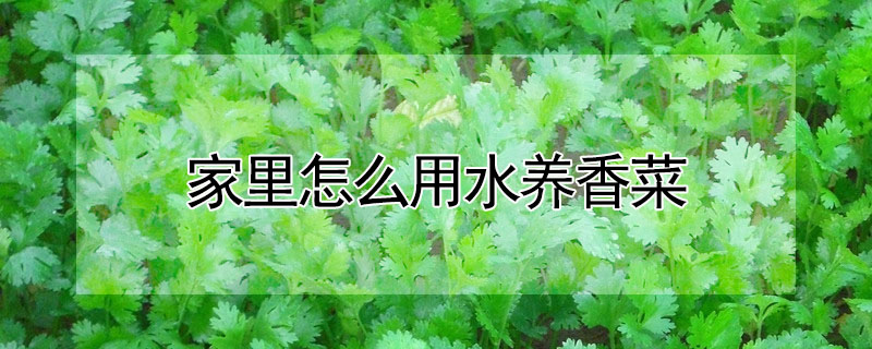 家里怎么用水养香菜