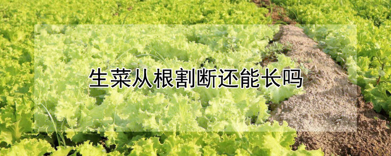 生菜从根割断还能长吗