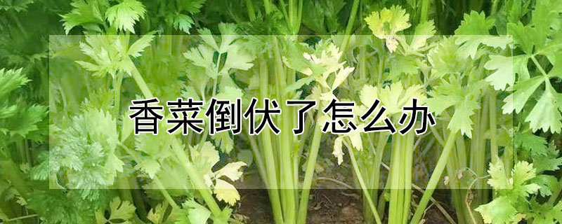 香菜倒伏了怎么办