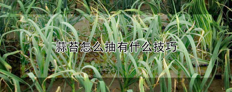 蒜苔怎么抽有什么技巧