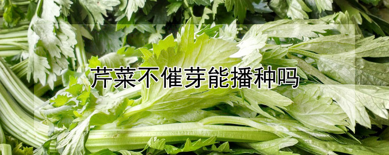 芹菜不催芽能播种吗