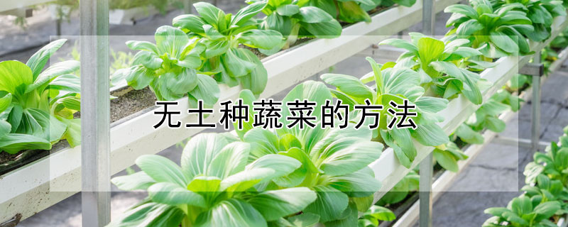 无土种蔬菜的方法